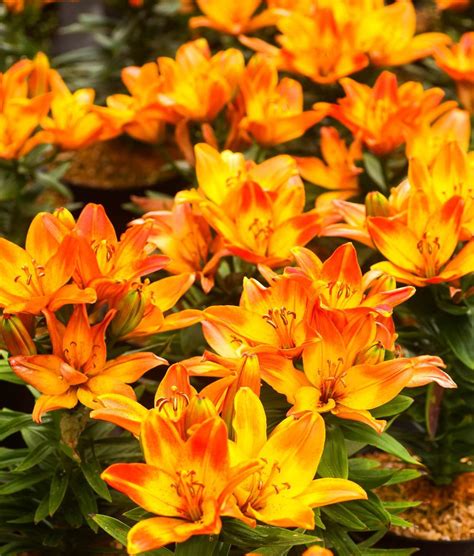 Lilie Happy Memories - Lilium Happy Memories günstig kaufen