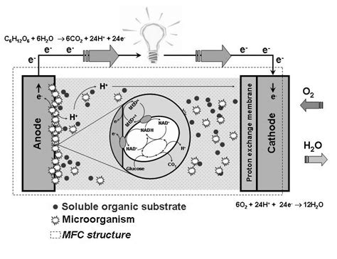 Microbial Fuel Cell Process Adapted From Schröder 2007 Download