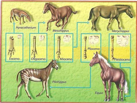 U E P I Biolog A Evoluci N Biol Gica Y Sus Pruebas