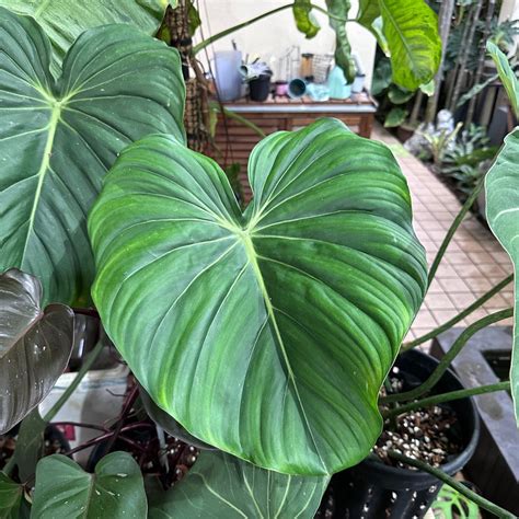 Philodendron Dean Mcdowell Furniture Home Living Gardening Plants