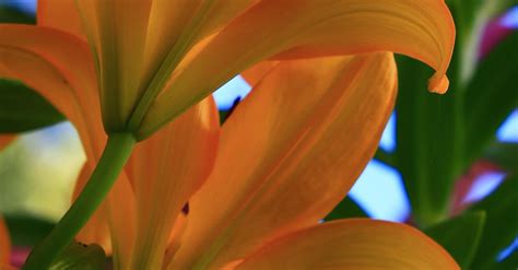 Fire Lily Flowers · Free Stock Photo