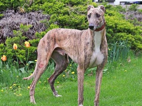 Adoptable Hounds | 4 Greyhound Racers