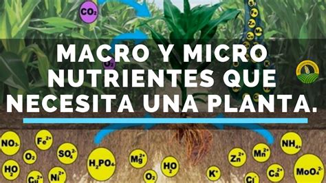 Macro Y Micro Nutrientes Que Necesita Una Planta Youtube