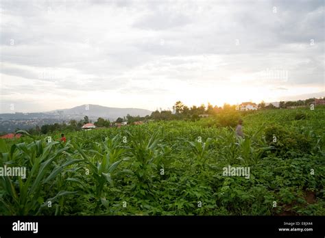 Rwanda Kigali There Is Lots Of Nature In The Capital Green Rolling