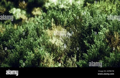 On Moorland Stock Videos And Footage Hd And 4k Video Clips Alamy