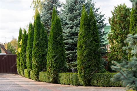 Premium Photo Decorative Evergreen Trees In The Landscape Design