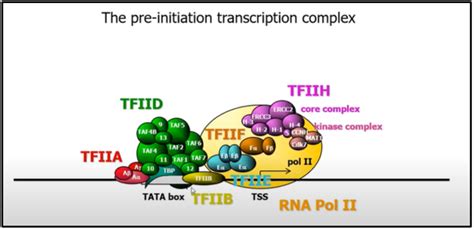 What Are Transcription Factors Genexplain