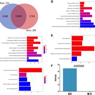 The Difference In Gene Expression Patterns Between Mouse Gv And Mii