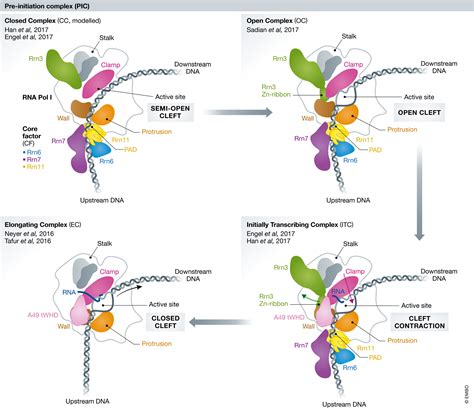 Rna Polymerase I Bending The Rules The Embo Journal