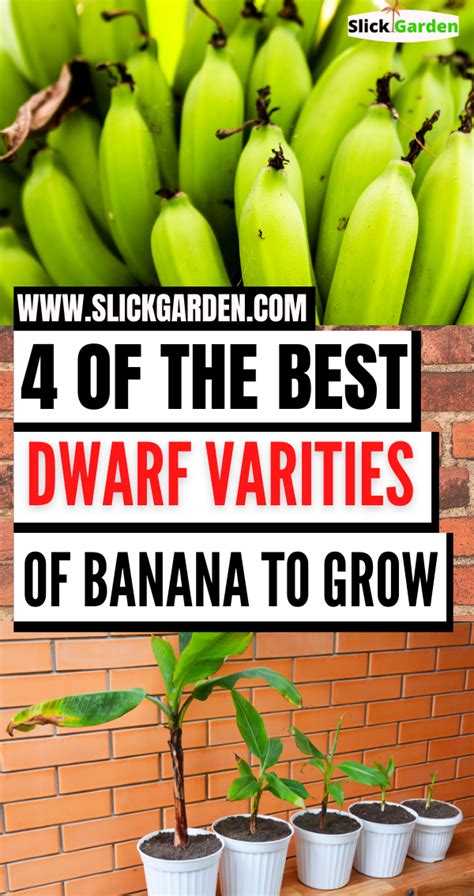 4 Of The Best Dwarf Verities Of Banana To Grow Banana Plants Banana Plant Indoor How To Grow