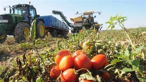 UPA UCE señala que la campaña de tomate se inicia con un 10 menos de