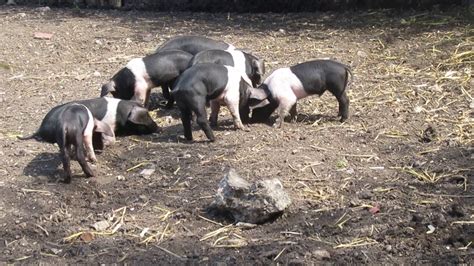 Piglets Chilling In The Sun Nd Day Out Days Old Youtube