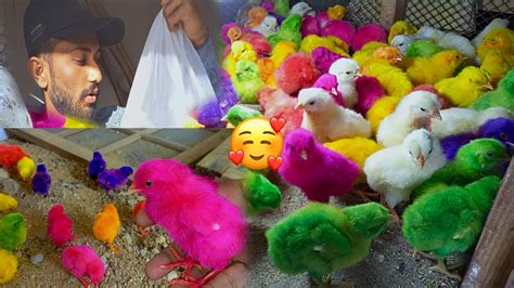 Colourful Chicks Ly Aye Wo Bhi 50🥰 We Buy Colourful Chicks🥳 Youtube