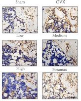 Anti Ppar Gamma Antibody Arg Arigo Biolaboratories