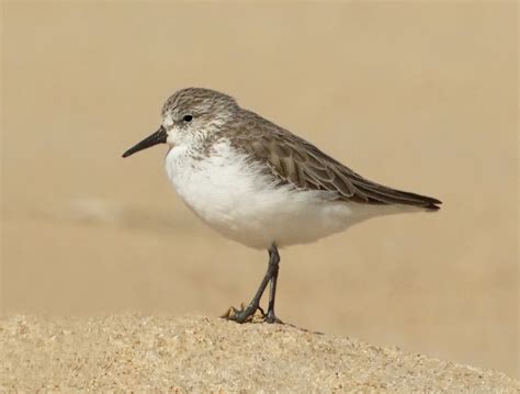 Western Sandpiper San Diego Bird Spot