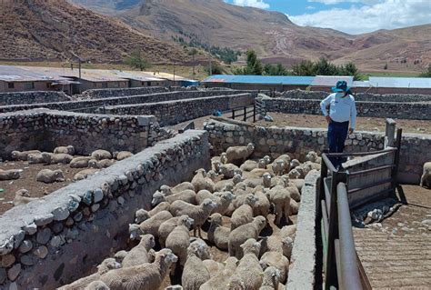 Junín SENASA garantizó la sanidad y bienestar de ovinos que fueron