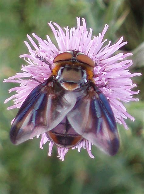 Alophora Phasia Hemiptera Tachinidae Phasiinae Alophor Flickr