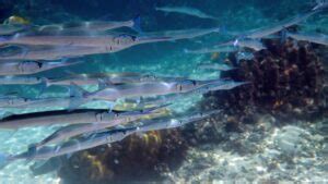 Is the Needlefish Dangerous? Surprising Facts About This Predator