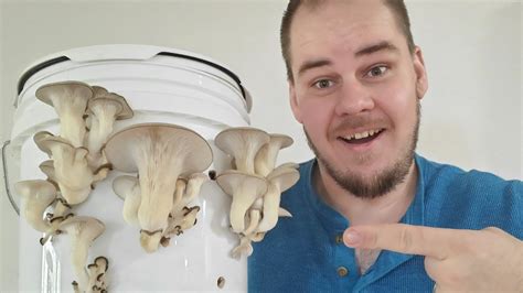 Grow Oyster Mushrooms Forever Youtube