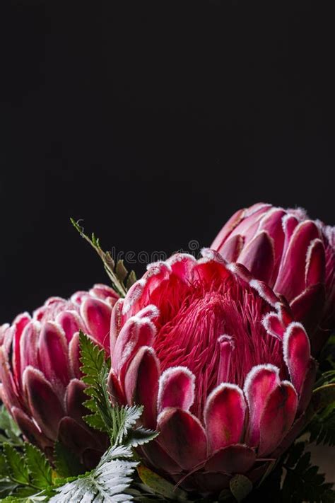 Pink King Protea Flower Bouquet in Bloom Isolated on a Black Background Stock Image - Image of ...