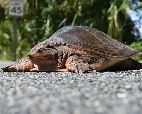 Florida Softshell Turtle Facts Diet Habitat And Pictures On Animaliabio