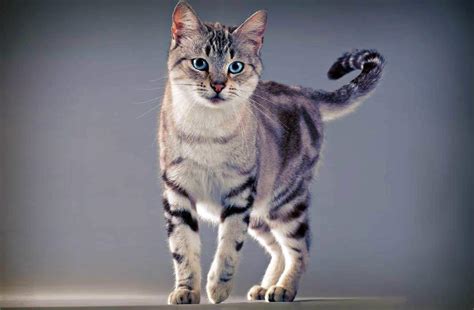 Анкета 3 в ПЛТ | Wiki | •° Коты-Воители •° Amino