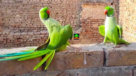 So Funny Ringneck Talking Parrots Fun Time On Wall Looking So Cute Speaking In Urduhindi