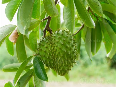 Soursop Tree Or Prickly Custard Apple 35568661 Stock Photo At Vecteezy