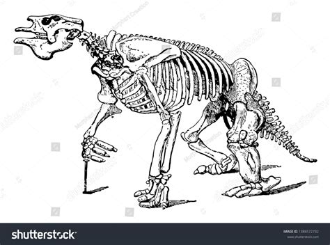 Full Megatherium Fossil Skeleton Where Animal Stock Vector (Royalty ...