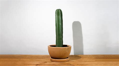 Descubre las características de los cactus todo lo que debes saber