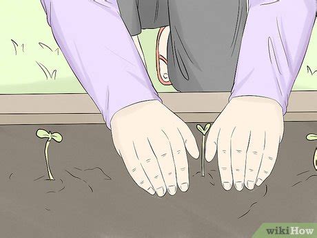 Ways To Sprout Sunflower Seeds Wikihow