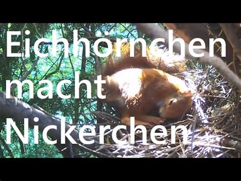 Eichh Rnchen Schl Ft Im Baum In Der Abendsonne Squirrel Sleeping In A