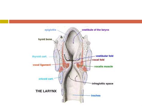 Laryngeal Muscles | PPT