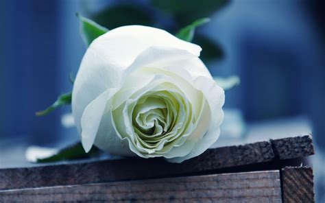 White Rose HD Desktop Wallpapers - Top Free White Rose HD Desktop ...