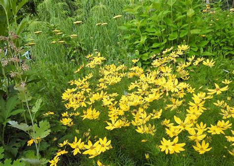 Zielono Zakręceni Nachyłek Coreopsis gatunki odmiany wymagania i