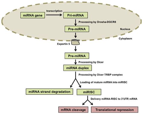 Retinoblastoma Gene