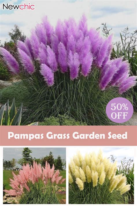 Pcs Pampas Grass Magic Garden Seed Potted Ornamental Plants