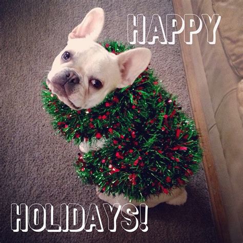 Festive Frenchies Contest Week 4 2014 French Bulldogs Frenchie Bulldog