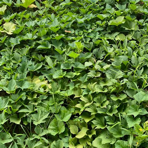 Sweet Potato Leaves How To Cook at Merrill Lavallee blog
