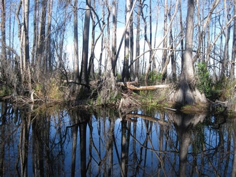 See Louisiana With A Fan Boat Swamp Tour In New Orleans