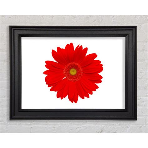 Ebern Designs Lebendige Rote Gerbera Einzelner Bilderrahmen