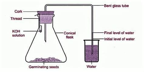 Experiment of Anaerobic Respiration - QS Study