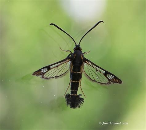 Shropshire Birder: Clearwing moths - what a week!!