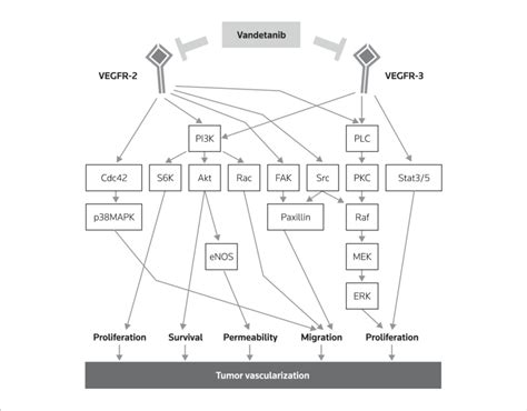 Major Signaling Cascades Downstream Of Vascular Endothelial Growth