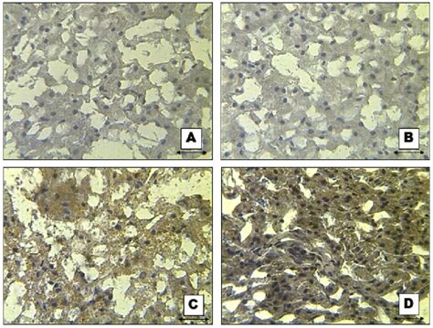 Intensity of Sudan III staining in bighead carp liver after the