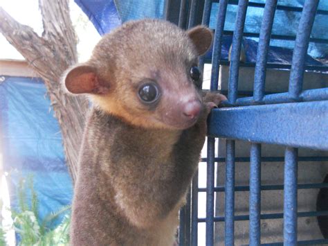 Kinkajou Janda Exotics Animal Ranch United States