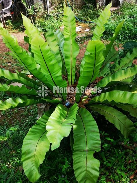 Bird nest plants - Plants And Seeds