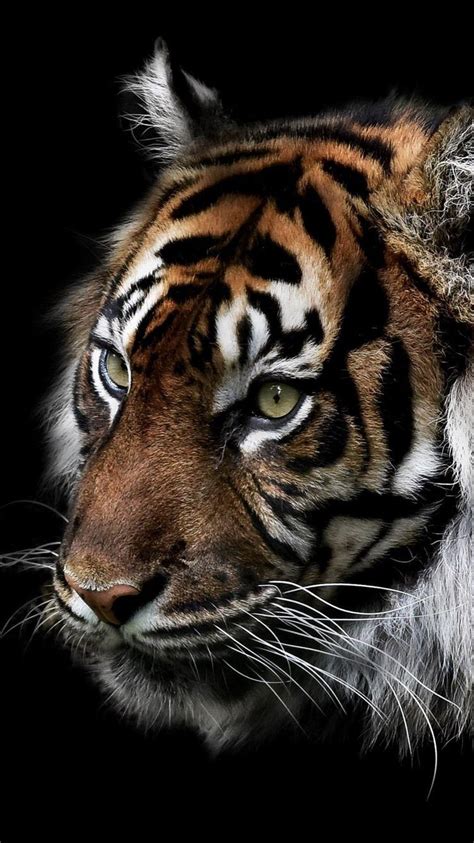 Tiger Iphone Hd Wallpapers Top Nh Ng H Nh Nh P