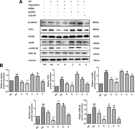 Expression Of β Catenin Tcf4 Wnt5a Wnt4 And Gsk 3β In Hmcs After Download Scientific