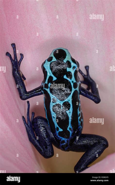 Blue Auratus Dart Frog Also Known As Blue And Black Poison Dart Frog